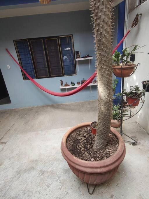 The Azul Flat Room Oaxaca Екстер'єр фото